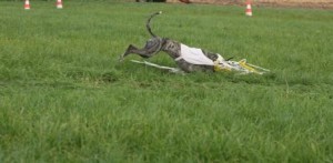 coursing coursing