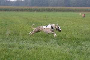 coursing coursing