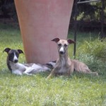 Djuma & Diamond