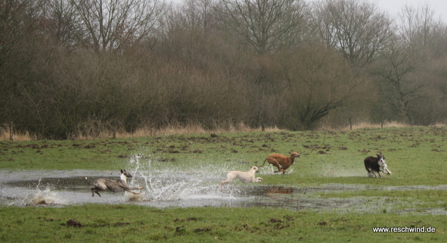 Wer sagt hier Windhunde sind wasserscheu? Wer sagt hier Windhunde sind wasserscheu?