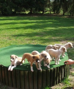 I-Babies 5 Wochen alt I-Babies 5 Wochen alt