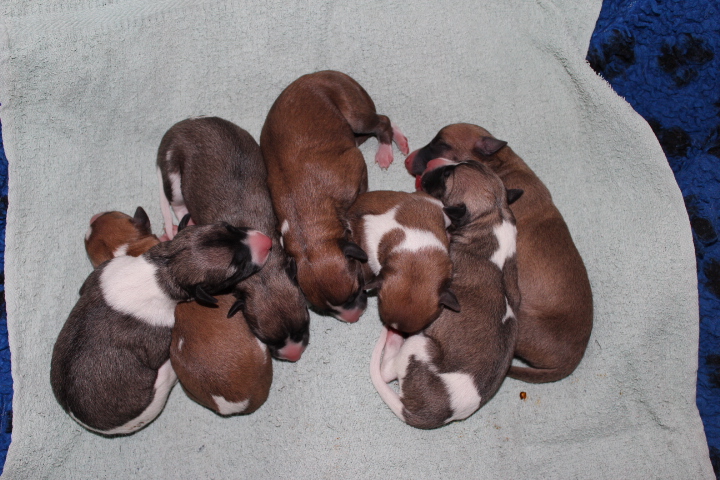 M-Litter Day 1 M-Wurf 1.Tag