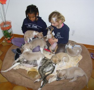 Moesha und Mira mit den Babies (7Wochen alt) Moesha und Mira mit den Babies (7Wochen alt)