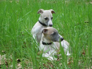 Vorn Islay, dahinter Bruder Ivory Vorn Islay, dahinter Bruder Ivory