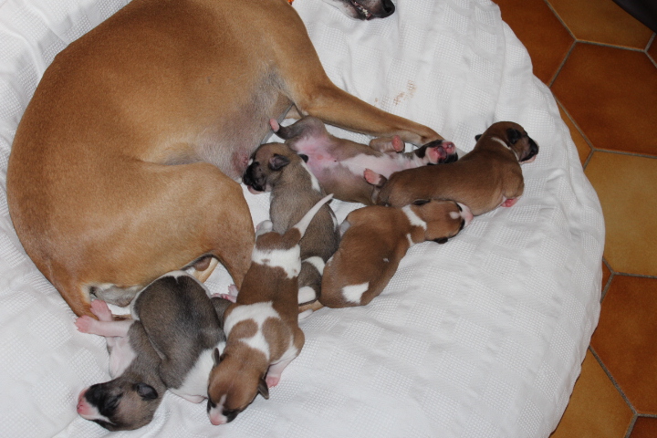 1 week old puppies Welpen 1 Woche alt