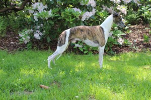 Sylvianne's Djuma neuer Deutscher Coursing Champion DWZRV