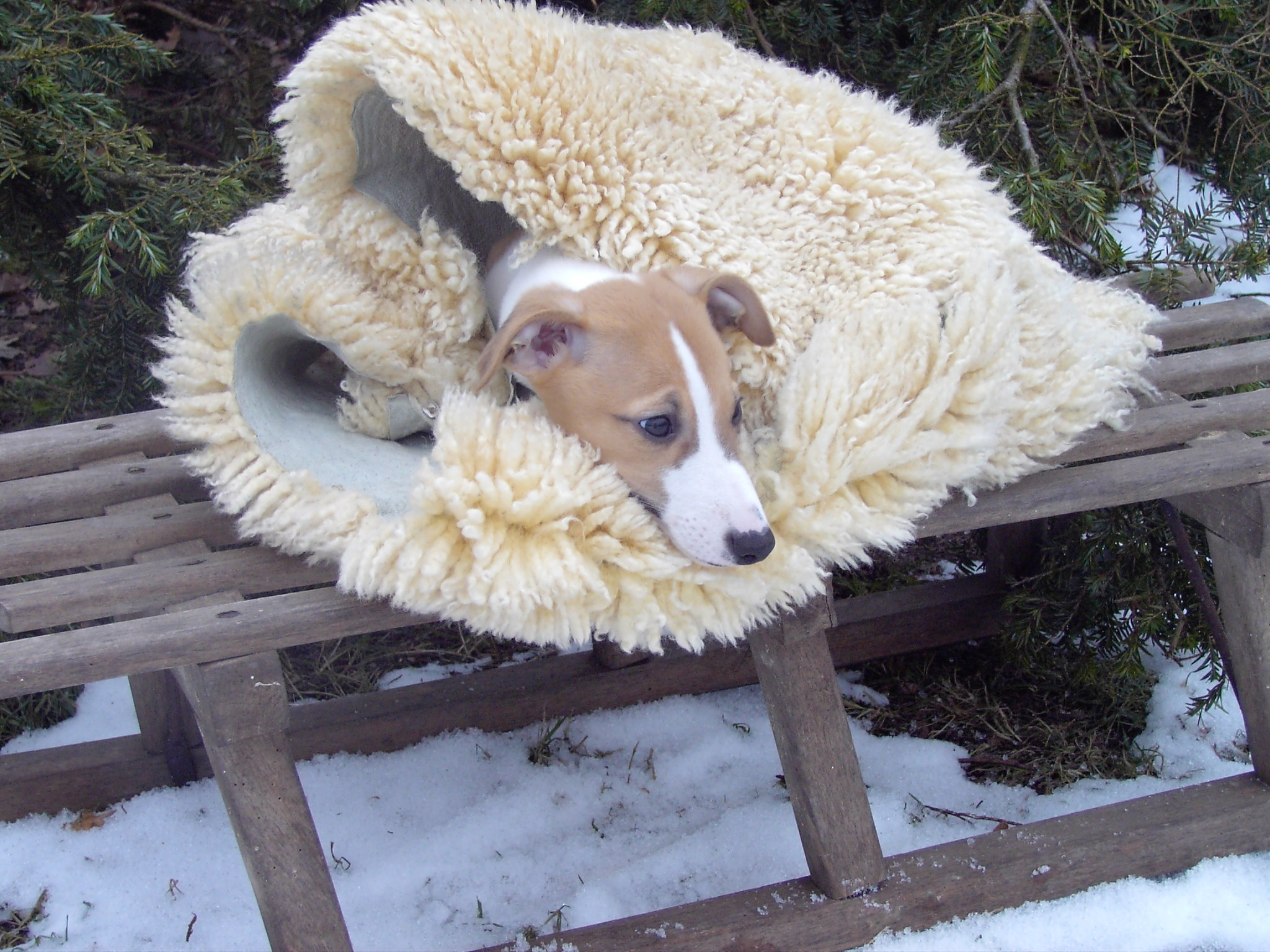 Wir wünschen allen Windhundfreunden ein spannendes  Jahr 2011.