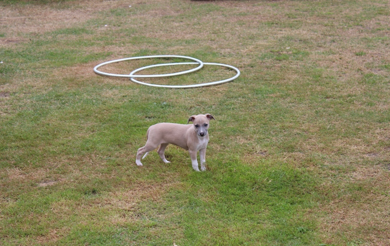 Ophelia, toll in Form Dank Hula Hoop