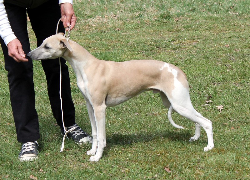 Nagano gewinnt Puppy Best In Show in Hoisdorf