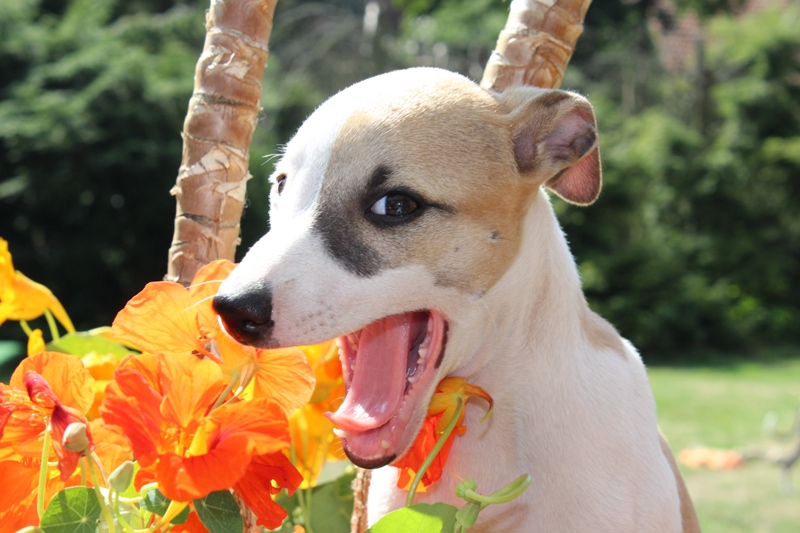 Olivia Rose mag nicht nur Rosen