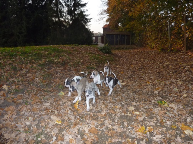 Die L-Puppys sind jetzt 5 Wochen alt und nutzen das trockene Laub zum Spielen.