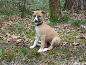 Ilouette im Wald mit 8 Wochen