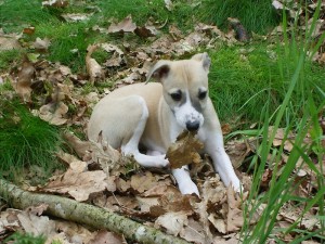 Ilenia mit 8 Wochen im Wald