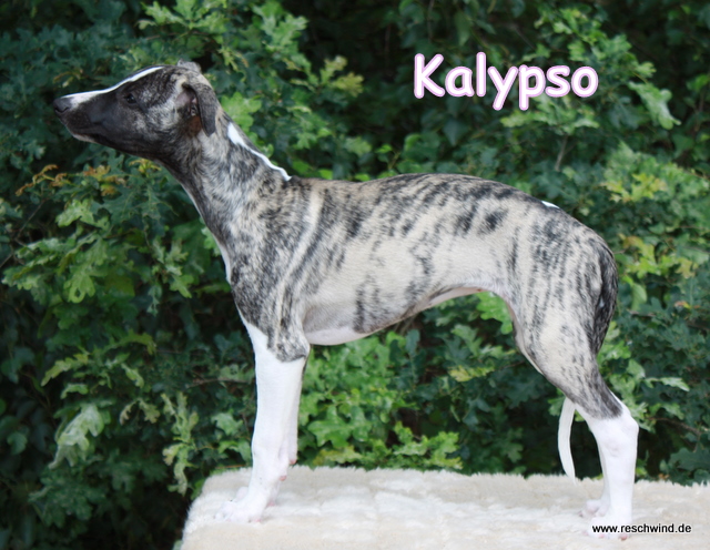 Kalypso 11 Wochen alt