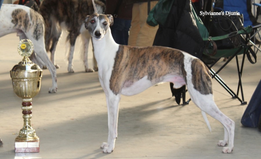 Sylvianne's Djuma Veteranen Benelux Winner 2015. Der Titel ist verbunden mit der Zulassung zur Crufts 2016.