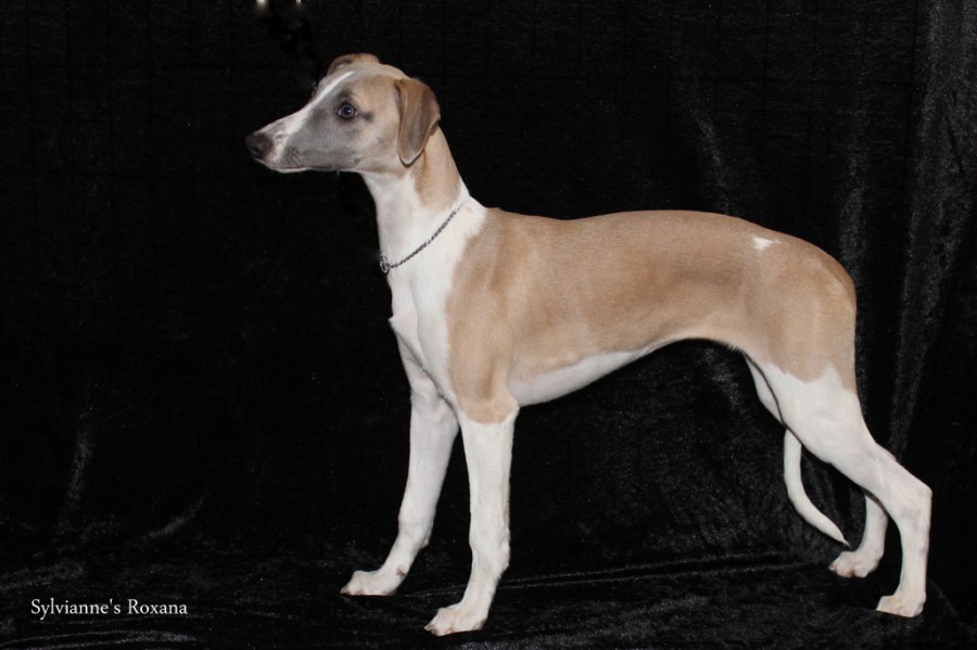 Sylvianne's Roxana - Beste Jongste Pup - Benelux Winner 2015