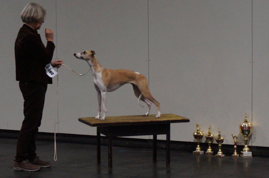 Sylvianne's Oxygen gewinnt in Langerwisch mit V! - VDH - CAC - BH - BOB & Best in Show - Bes. Dr. Rita & Helmut Bennemann