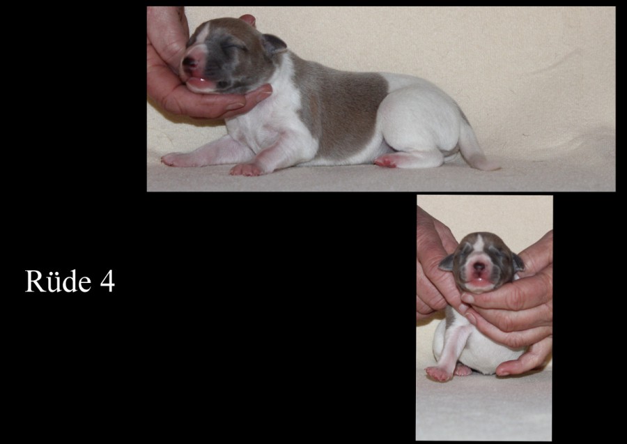 Collagen4