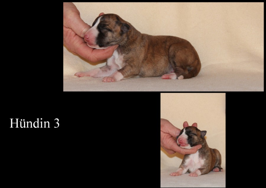Collagen6