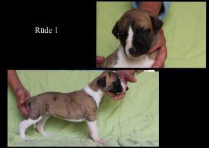 Rüde 1 - 3 Wochen alt