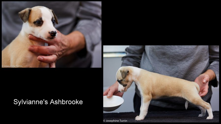 Ashbrooke 5 Wochen alt